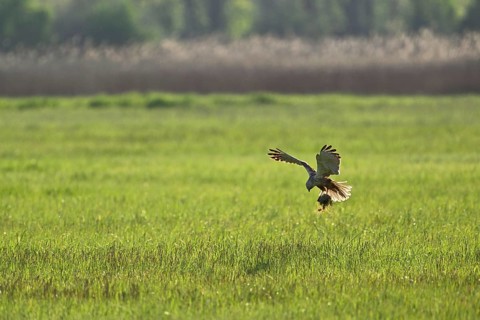 Montagu's harrier (Circus pygargus), with nesting material in the catches, Lake Neusiedl National