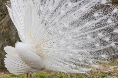 Male White Peafowl (Pavo cristatus mut. alba) displaying