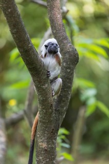 One cotton-top tamarin (Saguinus oedipus)is sitting in a tree. A forest with green leaves in the