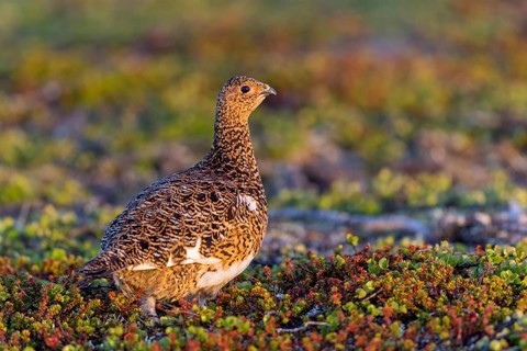 Grouse, ptarmigan, pheasant family, ruffed grouse, (Lagopus lagopus), animals, birds, chickens,