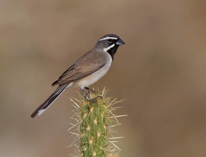 Black-throated Sparrow (Amphispiza bilineata), California, USA