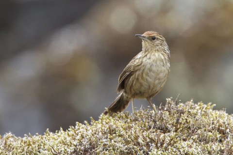 Scribble-tailed Canastero (Asthenes maculicauda) perched on a rock in Bolivia, South America