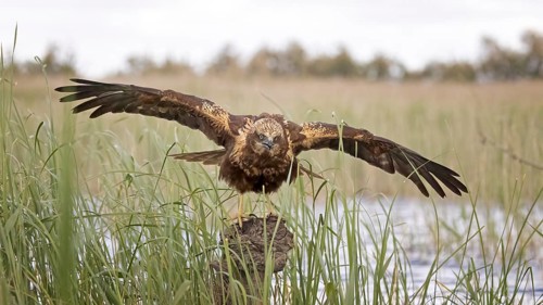 Marsh harrier (Circus aeruginosus) medium-sized bird of prey, female, hunting in reeds, on the