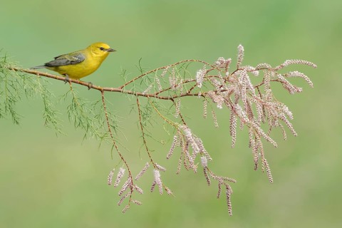 Blue-winged Warbler (Vermivora cyanoptera) female perched on a branch, Texas, USA