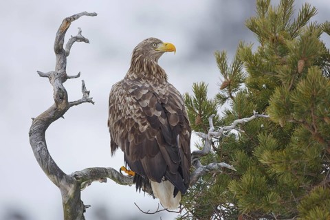 White-tailed Eagle (Haliaeetus albicilla), Norway