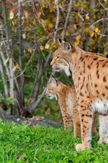 A female Eurasian lynx (Lynx lynx) stands with her kitten on a green meadow at the edge of a forest
