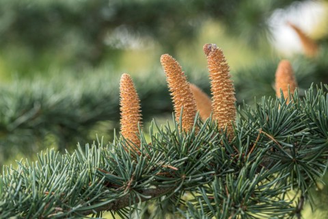 Himalayan cedar (Cedrus deodara 'Eisregen'), male flower, Weihenstephan Gardens, Germany
