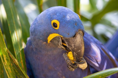 Hyacinth Macaw (Anodorhynchus hyacinthinus) Pantanal Brazil