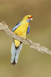 Yellow Rosella (Platycercus elegans flaveolus), Victoria, Australia