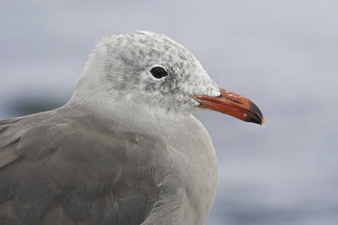 Heermann's Gull (Larus heermanni), British Columbia, Canada