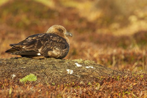 Brown (Subantarctic) Skua (Stercorarius antarcticus lonnbergi) perched on the ground in the