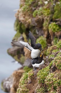 Razorbill (Alca torda islandica) pair mating, Grimsey Island, Iceland