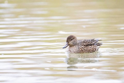 Teal (Anas crecca) wbl Germany