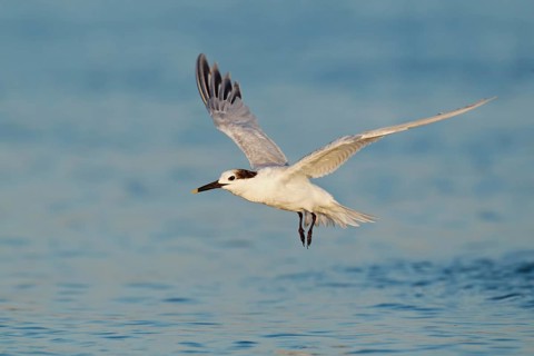 Sandwich Tern (Thalasseus sandvicensis) flying, Florida, USA
