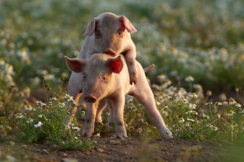 Domestic pig (Sus scrofa domesticus) two juvenile baby piglets farm animals playing together in a