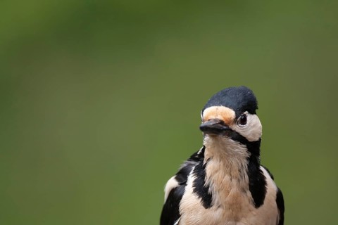 Great spotted woodpecker (Dendrocopos major) adult bird head portrait, Finland