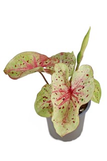 Tropical 'Caladium Miss Muffet' houseplant with pink and green leaves with red dots in pot isolated