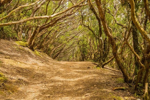Laurel forest, cloud forest, Anaga Mountains, Tenerife, Canary Islands, Spain