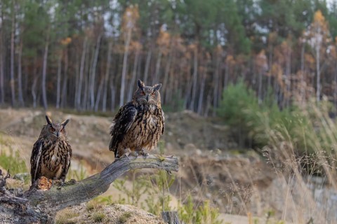 Two Eurasian Eagle Owls, Bubo bubo, sitting side by side on a root of a dead tree. A forest in the