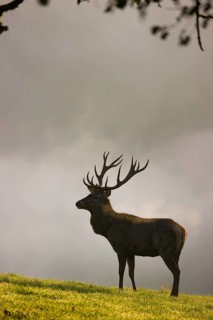 A red deer stag (Cervus elaphus) stands backlit on a meadow. Early morning light with a forest in