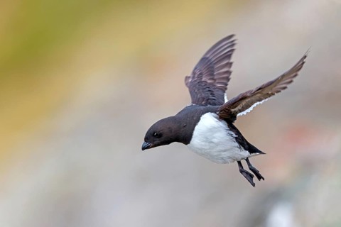 Little grebe, Plautus alle, Dovekie, Little Auk, (Mergule nain), Mérgulo atlántico, flight photo,