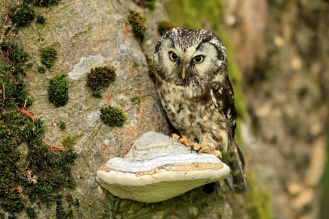 Great Horned Owl (Aegolius funereus), Great Horned Owl, adult, on tree, perch, watchful, in summer,