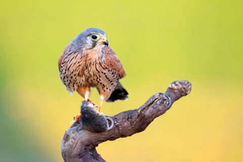 Common Kestrel (Falco tinnunculus) male with prey, Castile-La Mancha, Spain