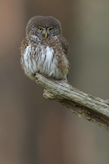 Eurasian Pygmy Owl (Glaucidium passerinum), Poland