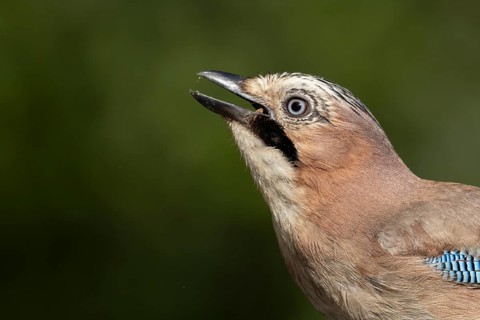 Eurasian jay (Garrulus glandarius) adult bird head portrait, Suffolk, England, United Kingdom