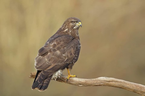 Common buzzard (Buteo buteo), sitting on a branch, Wilnsdorf, North Rhine-Westphalia, Germany