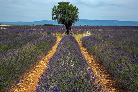 Tree in a lavender field, flowering true lavender (Lavandula angustifolia), near Puimoisson,