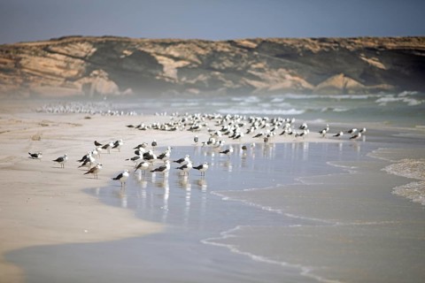 Seagulls on Taqah Beach or beach, Taqah, Dhofar Province, Oman