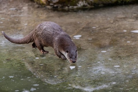 One Eurasian otter (Lutra lutra), walking on the ice of a frozen river