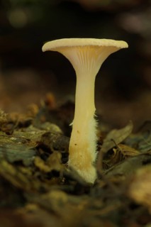 Funnel (Clitocybe costata), Bremthal, Eppstein, Taunus, Hesse, Germany