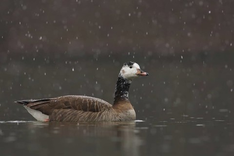 Hybrid: Canada Goose x Greylag Goose (Branta canadensis x Anser anser), Bavaria, Germany