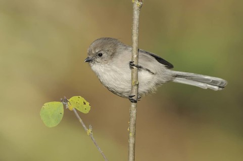 American Bushtit (Psaltriparus minimus), Canada