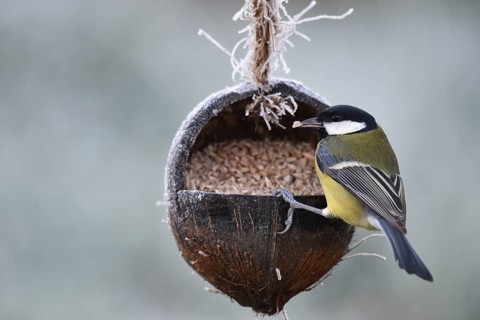 Great tit (Parus major) eats sunflower seeds from a coconut in frosty weather
