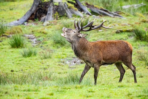 Red deer (Cervus elaphus) Rutting behaviour captive Germany