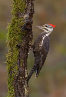 Pileated Woodpecker (Dryocopus pileatus), British Columbia, Canada