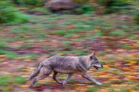 A eurasian gray wolf (Canis lupus lupus) runs along a forest edge. Colorful fall foliage is all