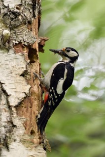 Great Spotted Woodpecker (Dendrocopos major) female at nesting hole, North Rhine-Westphalia,