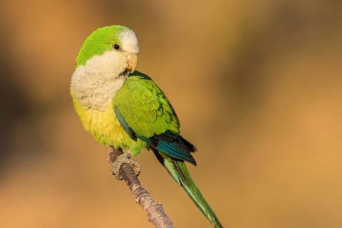 Cliff Parakeet (Myiopsitta luchsi) perched on a branch, Bolivia