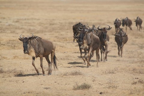 Herd of blue wildebeest (Connochaetes taurinus), Ngorongoro Crater, Serengeti, Tanzania, East