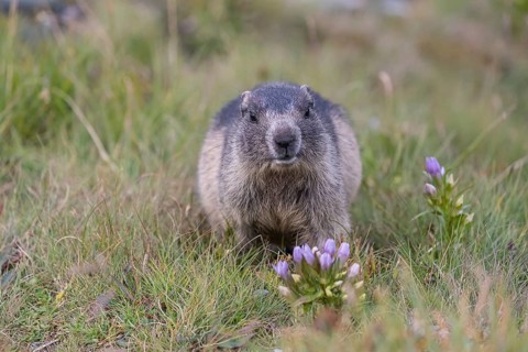 One young Alpine Marmot, Marmota marmota, sitting on green grass with some blooming herbs