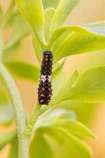 Die junge Raupe des Schwalbenschanz (Papilio machaon) an Weinraute