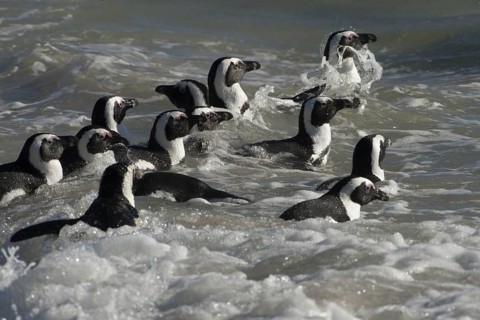 African Penguin (Spheniscus demersus) group swimming at shoreline, South Africa
