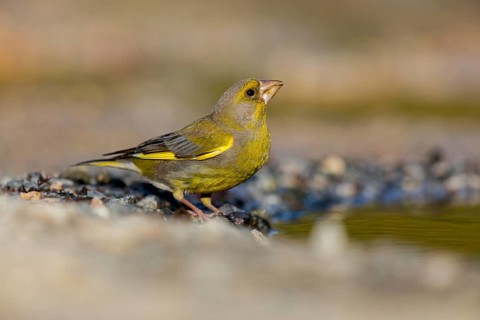 Greenfinch (Chloris chloris) Family of sparrows, male Lesbos, Greece