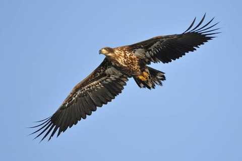 White-tailed Eagle (Haliaeetus albicilla) flying, Hokkaido, Japan