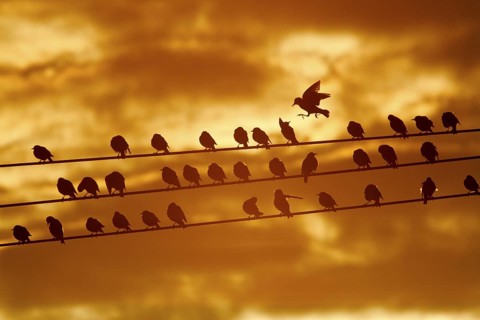 Common Starling (Sturnus vulgaris), Rhineland-Palatinate, Germany