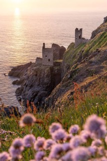 The ruins of the Crowns Engine Houses at Botallack Mine, also known as Crown Mine. Beach carnations